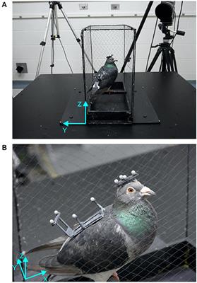 <mark class="highlighted">Head Stabilization</mark> in the Pigeon: Role of Vision to Correct for Translational and Rotational Disturbances